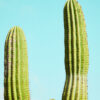 Cactusland no. 2 af Camilla Schmidt Illux Art shop - Fotokunst - Camilla Schmidt