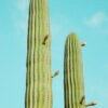 Cactusland no. 4 af Camilla Schmidt Illux Art shop - Illux Art nyheder - Fotokunst - Camilla Schmidt