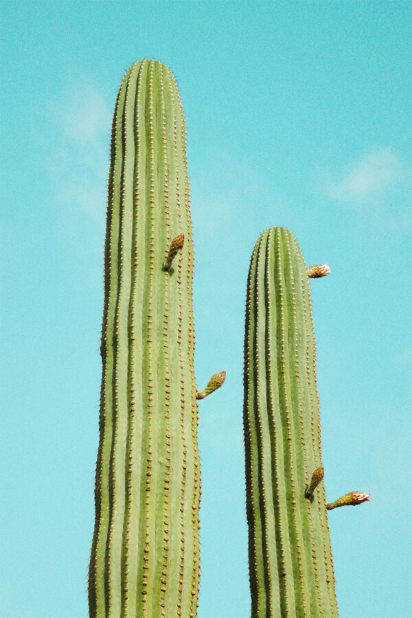 Cactusland no. 4 af Camilla Schmidt Illux Art shop - Illux Art nyheder - Fotokunst - Camilla Schmidt