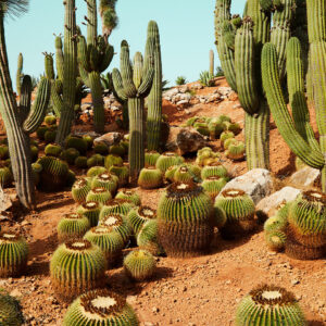 Cactusland no. 1 af Camilla Schmidt Illux Art shop - Fotokunst - Camilla Schmidt