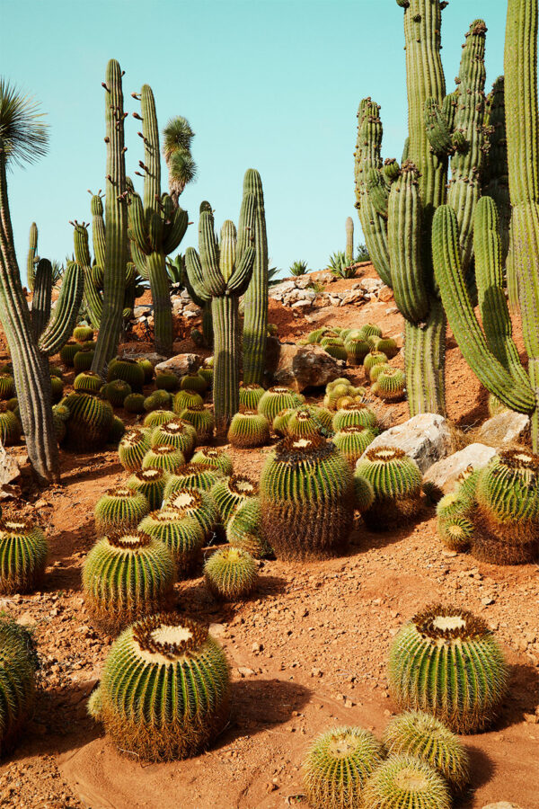 Cactusland no. 1 af Camilla Schmidt Illux Art shop - Fotokunst - Camilla Schmidt