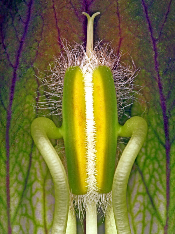 Acanthus Hungaricus af Pauline Snoeijs Illux Art shop - Fotokunst - Pauline Snoeijs