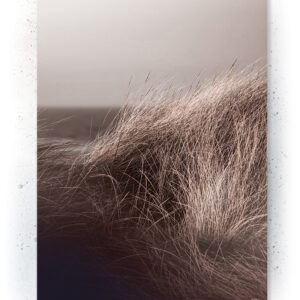 Plakat / Canvas / Akustik: Strand (Withered) Plakater > Natur plakater