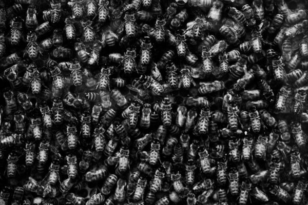 Bees af Gustavo Orensztajn Illux Art shop - Fotokunst - Gustavo Orensztajn