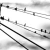 Birds on wires af Sarah Coghill Illux Art shop - Fotokunst - Sarah Coghill