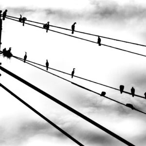 Birds on wires af Sarah Coghill Illux Art shop - Fotokunst - Sarah Coghill