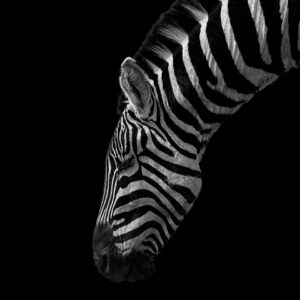 Black and White Stripes af Mikkel Beiter Illux Art shop - Fotokunst - Mikkel Beiter
