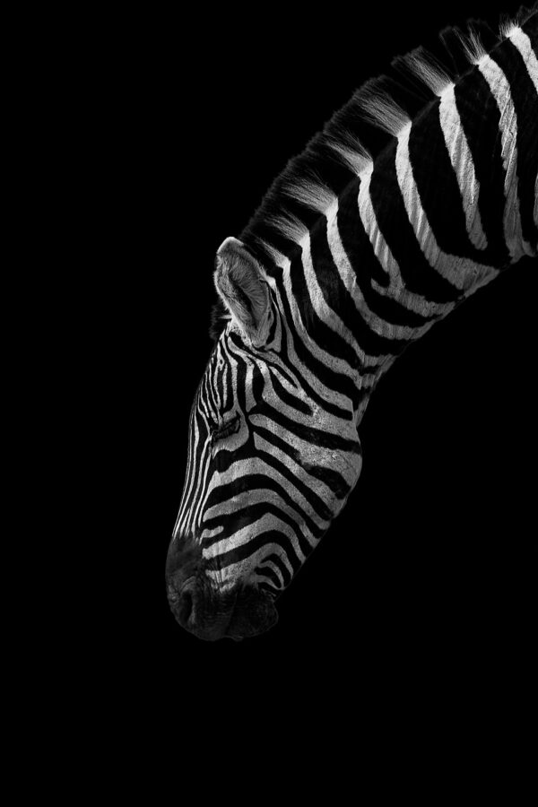 Black and White Stripes af Mikkel Beiter Illux Art shop - Fotokunst - Mikkel Beiter