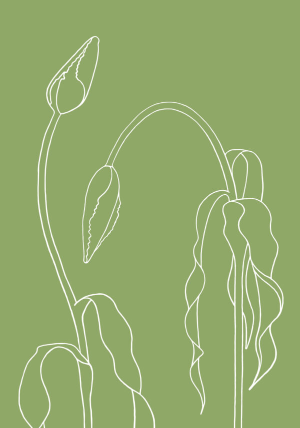 Gr?n tulipan af Ten Valleys Illux Art shop - Illux Art nyheder - Grafisk kunst - Ten Valleys