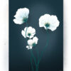 Plakater / Canvas / Akustik: Blå valmue blomst (Eclectic) Artworks > Nyheder
