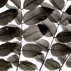 Branches and Leaves af Tal Paz-Fridman Illux Art shop - Fotokunst - Tal Paz-Fridman