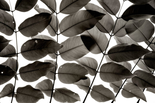 Branches and Leaves af Tal Paz-Fridman Illux Art shop - Fotokunst - Tal Paz-Fridman