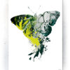 Plakat / canvas / akustik: Sommerfugl (Colorize / Life) Artworks > Populær