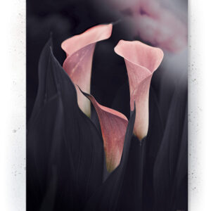 Plakat / canvas / akustik: Callas (MIDSOMMER) Artworks > Beautiful