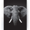 Plakat / Canvas / Akustik: ELEFANT (Animals) Artworks > Populær