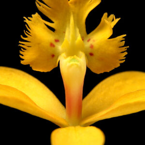 Epidendrum af Pauline Snoeijs Illux Art shop - Fotokunst - Pauline Snoeijs