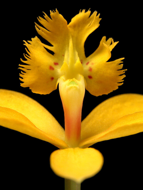Epidendrum af Pauline Snoeijs Illux Art shop - Fotokunst - Pauline Snoeijs