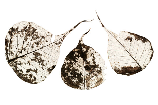 Fallen Leaves #1 af Tal Paz-Fridman Illux Art shop - Fotokunst - Tal Paz-Fridman
