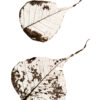 Fallen Leaves #2 af Tal Paz-Fridman Illux Art shop - Fotokunst - Tal Paz-Fridman
