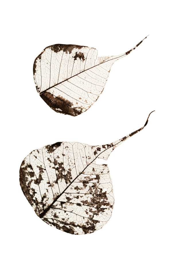 Fallen Leaves #2 af Tal Paz-Fridman Illux Art shop - Fotokunst - Tal Paz-Fridman