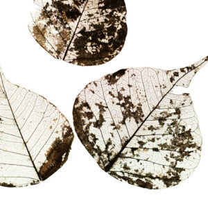 Fallen Leaves #3 af Tal Paz-Fridman Illux Art shop - Fotokunst - Tal Paz-Fridman