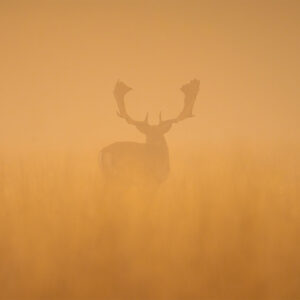 Fallow deer stag at dawn af Daniel Faisst Daniel Faisst
