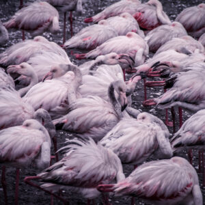 Flamingo Cluster af Mikkel Beiter Illux Art shop - Fotokunst - Mikkel Beiter