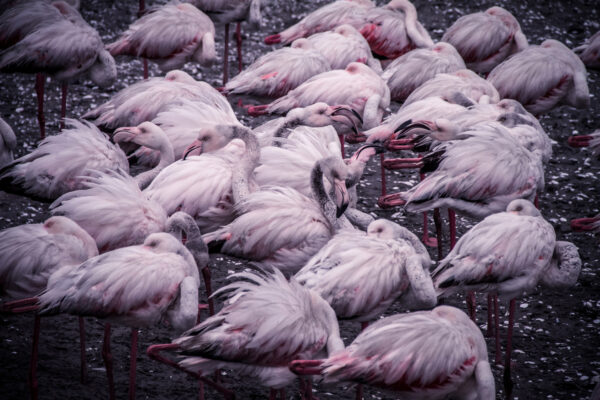 Flamingo Cluster af Mikkel Beiter Illux Art shop - Fotokunst - Mikkel Beiter