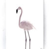 Plakat / Canvas / Akustik: Flamingo (Flush Pink) Artworks > Populær