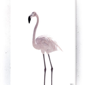 Plakat / Canvas / Akustik: Flamingo (Flush Pink) Artworks > Populær