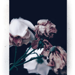 Plakat / Canvas / Akustik: Blomst 3 (Withered) Plakater > Natur plakater