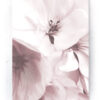 Plakat / Canvas / Akustik: Blomster (Flush Pink) Artworks > Populær