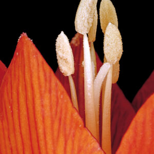 Fritillaria Imperialis af Pauline Snoeijs Illux Art shop - Fotokunst - Pauline Snoeijs