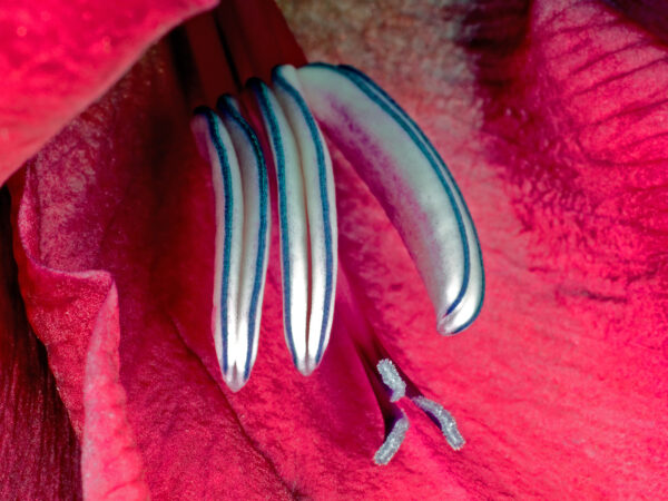 Gladiolus af Pauline Snoeijs Illux Art shop - Fotokunst - Pauline Snoeijs