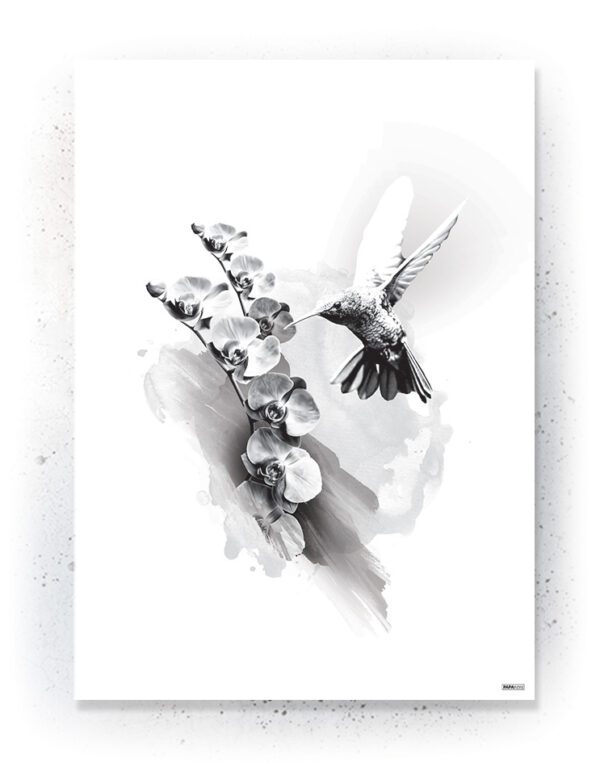 Plakat / Canvas / Akustik: Kolibri og orkide (Black) Artworks > Populær