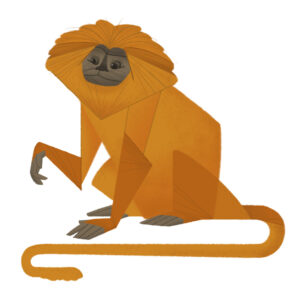 Lion Tamarin monkey af ThomasWoody Illux Art shop - Grafisk kunst - Thomas Woody