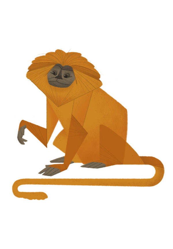 Lion Tamarin monkey af ThomasWoody Illux Art shop - Grafisk kunst - Thomas Woody