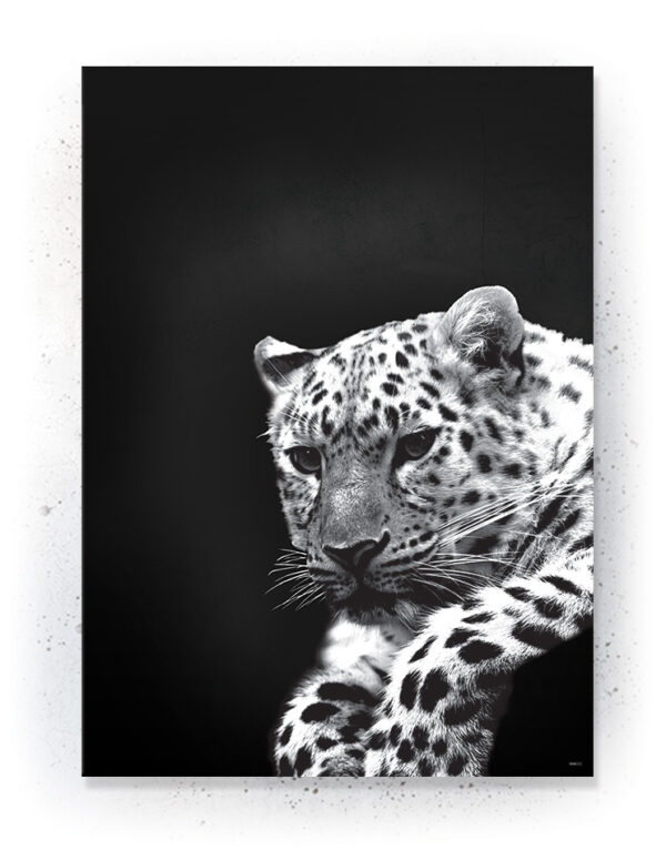 Plakat / Canvas / Akustik: Leopard (Animals) Plakater > Sort / Hvid plakater