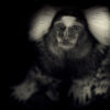 Little Monkey af Gustavo Orensztajn Illux Art shop - Fotokunst - Gustavo Orensztajn
