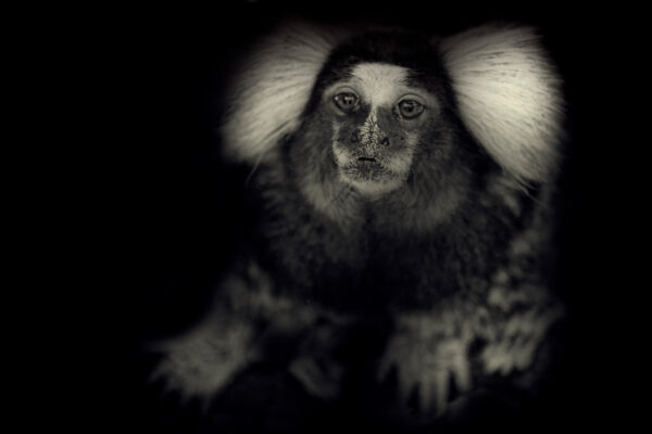 Little Monkey af Gustavo Orensztajn Illux Art shop - Fotokunst - Gustavo Orensztajn