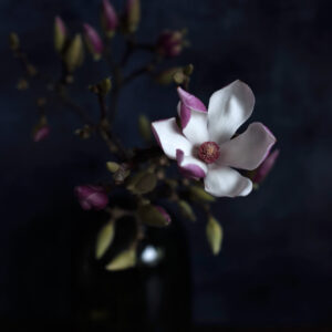 Magnolia af Diana Lovring Illux Art shop - Fotokunst - Diana Lovring