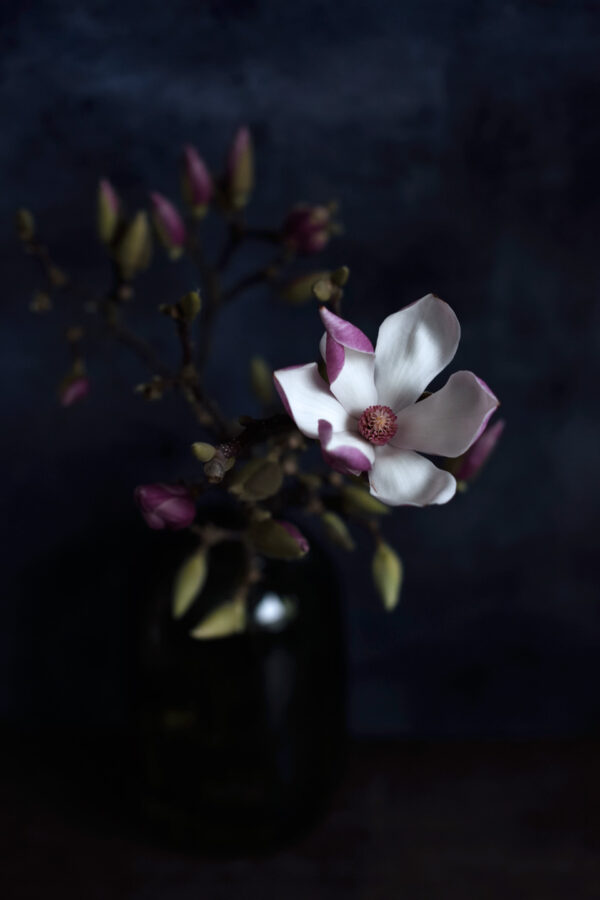 Magnolia af Diana Lovring Illux Art shop - Fotokunst - Diana Lovring