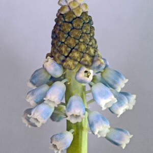 Muscari Botryoides af Pauline Snoeijs Illux Art shop - Fotokunst - Pauline Snoeijs