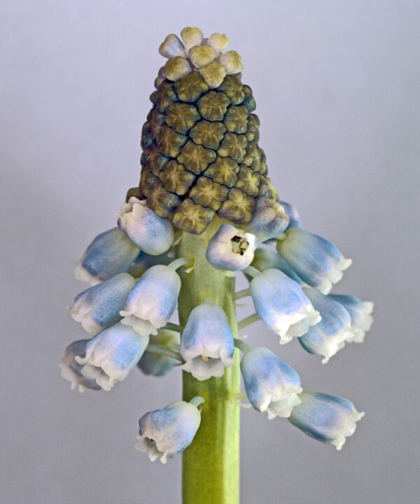 Muscari Botryoides af Pauline Snoeijs Illux Art shop - Fotokunst - Pauline Snoeijs