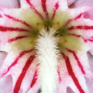 Nerium Oleander af Pauline Snoeijs Illux Art shop - Fotokunst - Pauline Snoeijs