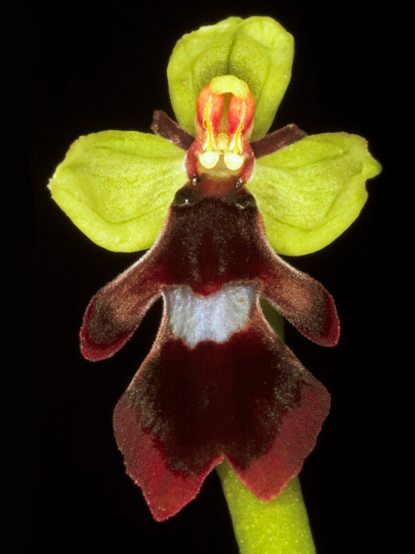 Ophrys Insectifera af Pauline Snoeijs Illux Art shop - Fotokunst - Pauline Snoeijs