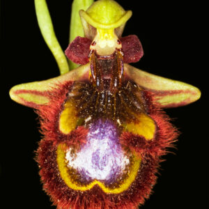 Ophrys Speculum af Pauline Snoeijs Illux Art shop - Fotokunst - Pauline Snoeijs