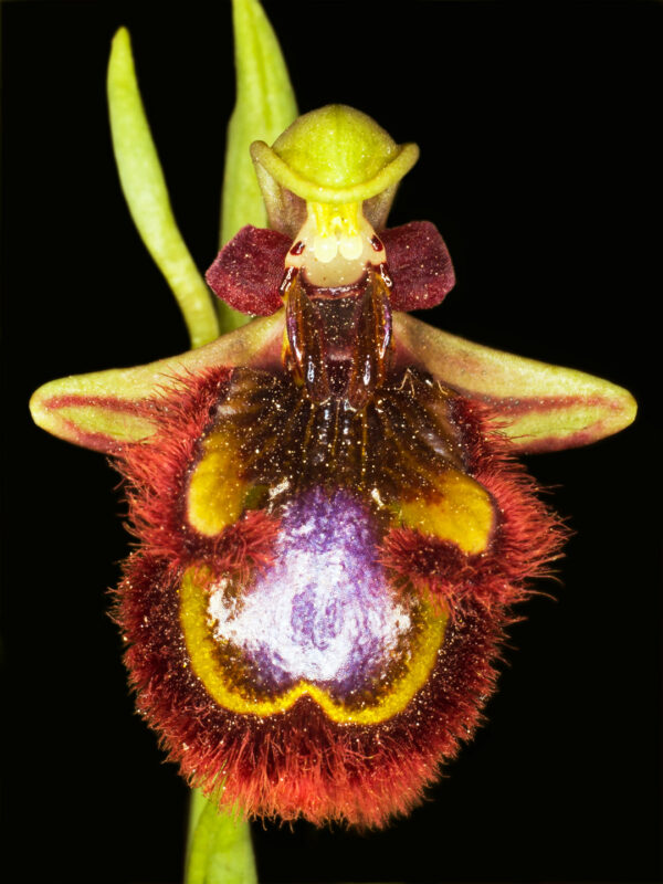 Ophrys Speculum af Pauline Snoeijs Illux Art shop - Fotokunst - Pauline Snoeijs