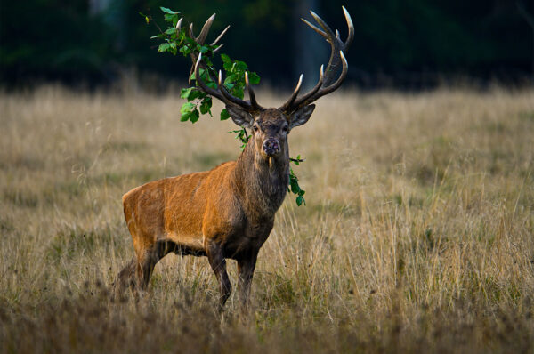 Red deer stag with accessories af Daniel Faisst Daniel Faisst