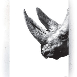 Plakat / Canvas / Akustik: Næsehorn (Animals) Plakater > Sort / Hvid plakater